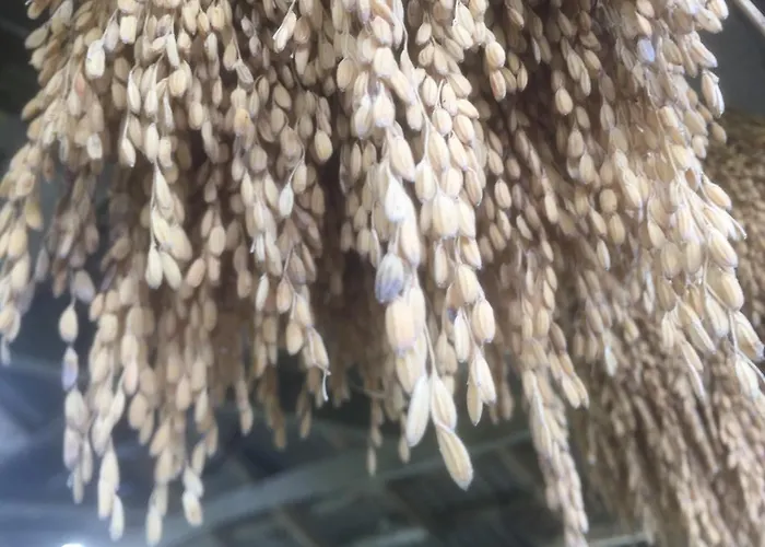 Umah Nik Kepitu